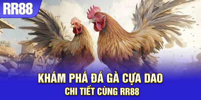 Trận đá gà cựa dao căng thẳng giữa hai chiến kê mạnh