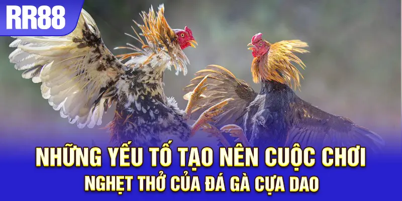 Không khí đấu trường đá gà tại RR88 cực kỳ sôi động
